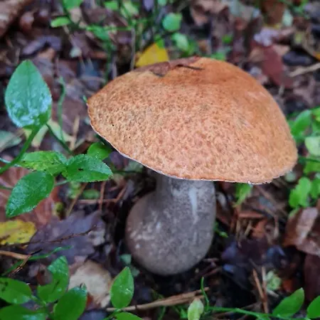 Morowo Chalupa Czchow Exterior foto